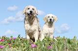 GOLDEN RETRIEVER 463